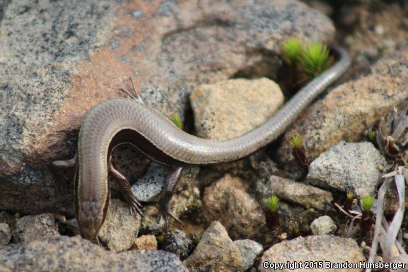 Northern Coal Skink (Plestiodon anthracinus anthracinus)