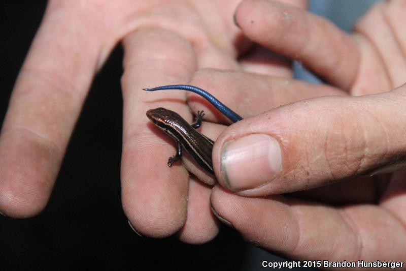 Northern Coal Skink (Plestiodon anthracinus anthracinus)