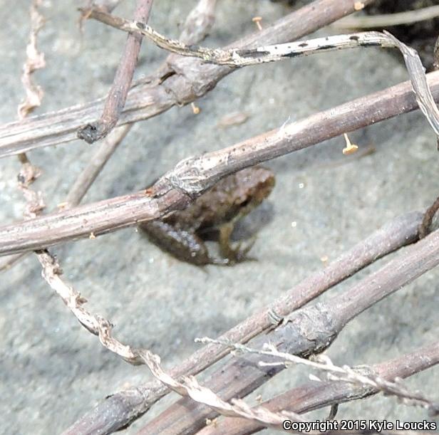 Coastal Plain Cricket Frog (Acris gryllus gryllus)