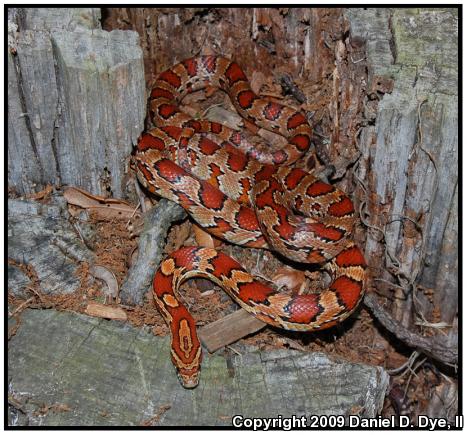 Corn Snake (Pantherophis guttatus guttatus)