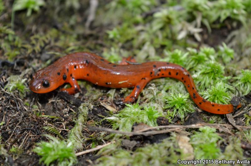 Midland Mud Salamander (Pseudotriton montanus diastictus)