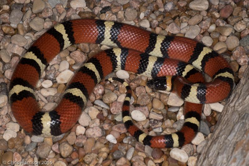 Mexican Milksnake (Lampropeltis triangulum annulata)