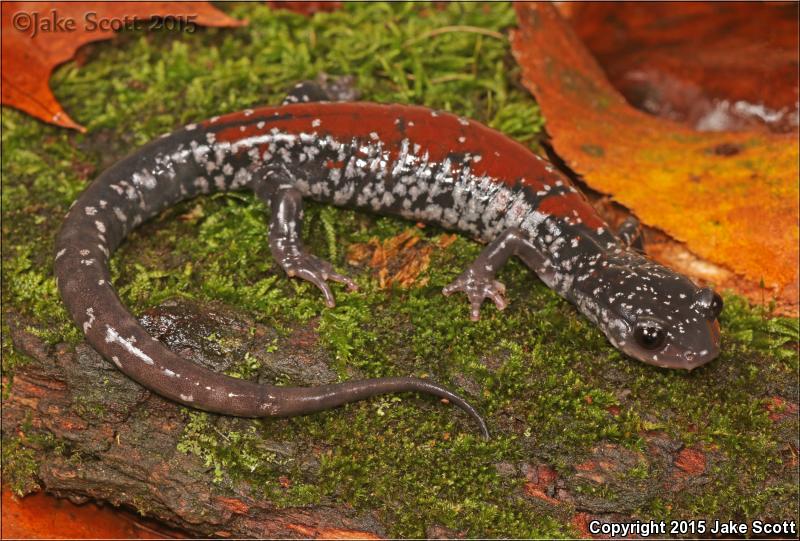 Yonahlossee Salamander (Plethodon yonahlossee)