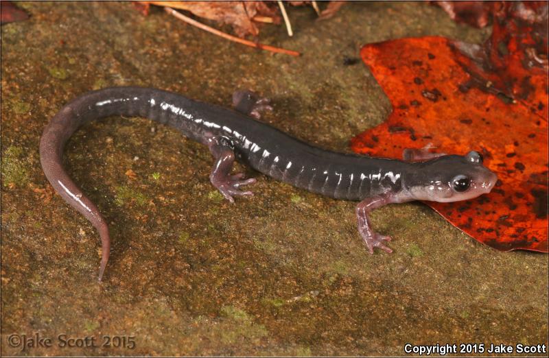 Blue Ridge Gray-cheeked Salamander (Plethodon amplus)