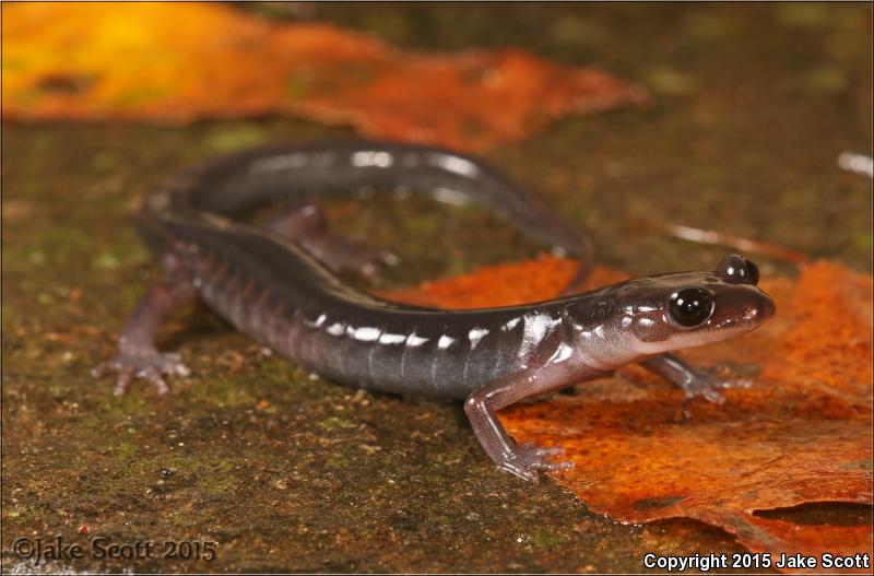 Northern Gray-cheeked Salamander (Plethodon montanus)