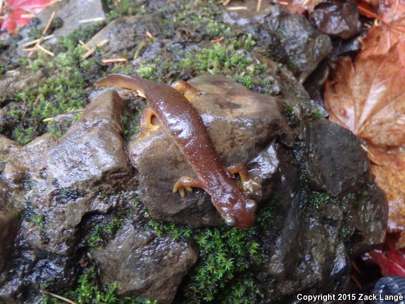 Columbia Torrent Salamander (Rhyacotriton kezeri)