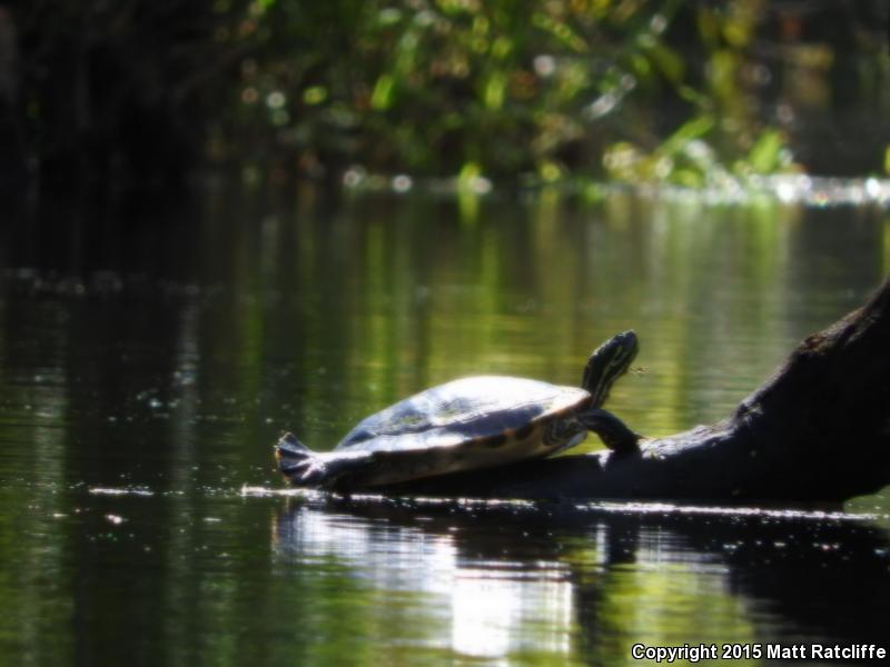 Coastal Plain Cooter (Pseudemys concinna floridana)