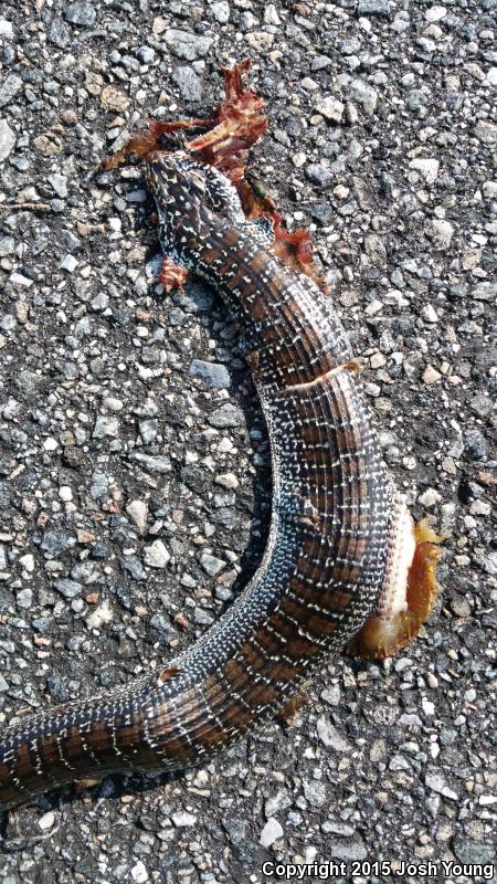 Eastern Slender Glass Lizard (Ophisaurus attenuatus longicaudus)