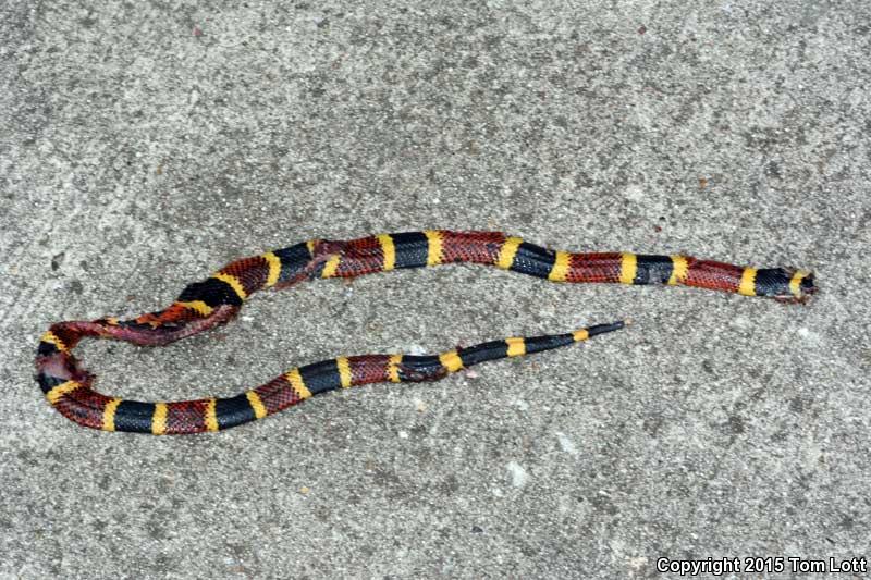 Texas Coralsnake (Micrurus tener tener)