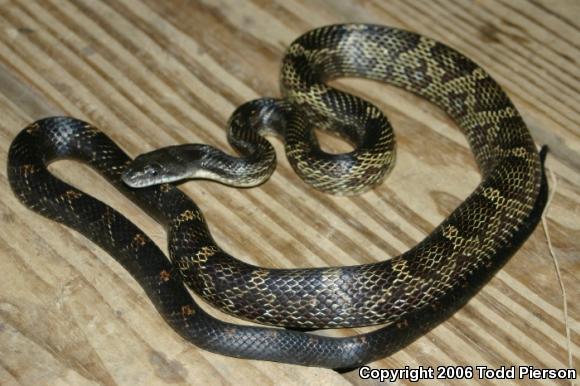 Black Ratsnake (Pantherophis obsoletus obsoletus)