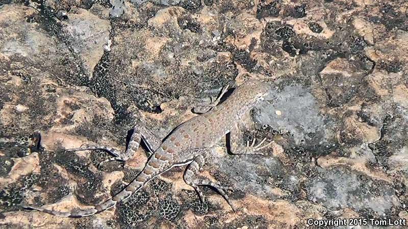 Texas Earless Lizard (Cophosaurus texanus texanus)