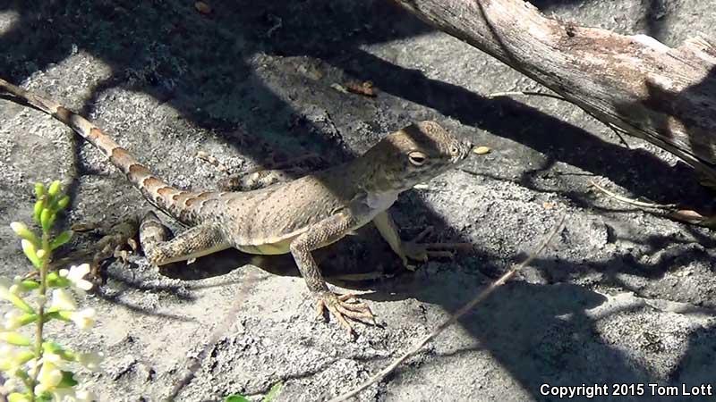 Texas Earless Lizard (Cophosaurus texanus texanus)