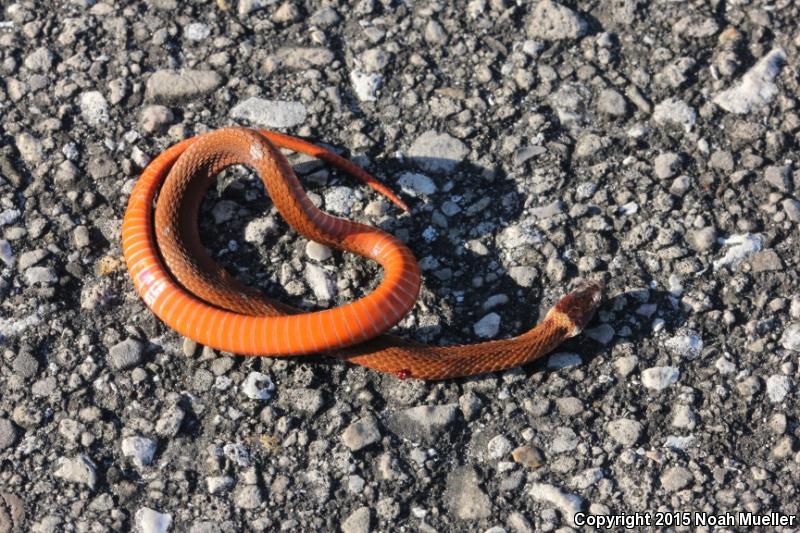 Florida Red-bellied Snake (Storeria occipitomaculata obscura)