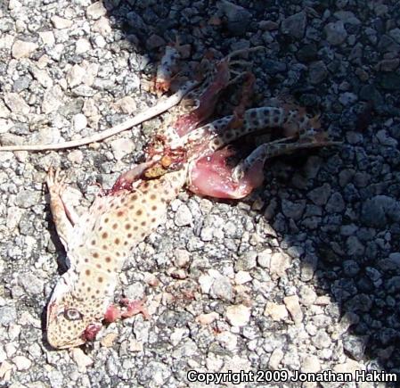 Long-nosed Leopard Lizard (Gambelia wislizenii wislizenii)