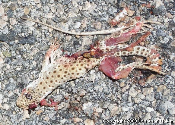 Long-nosed Leopard Lizard (Gambelia wislizenii wislizenii)