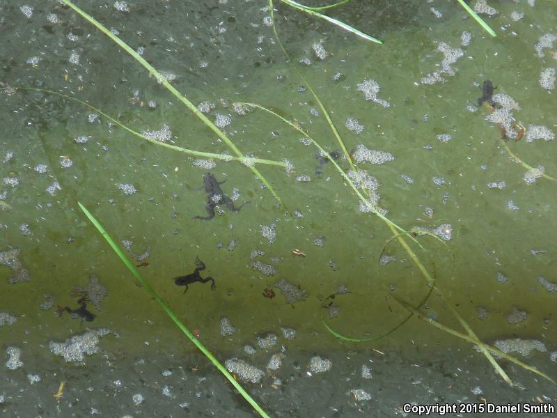 African Clawed Frog (Xenopus laevis)