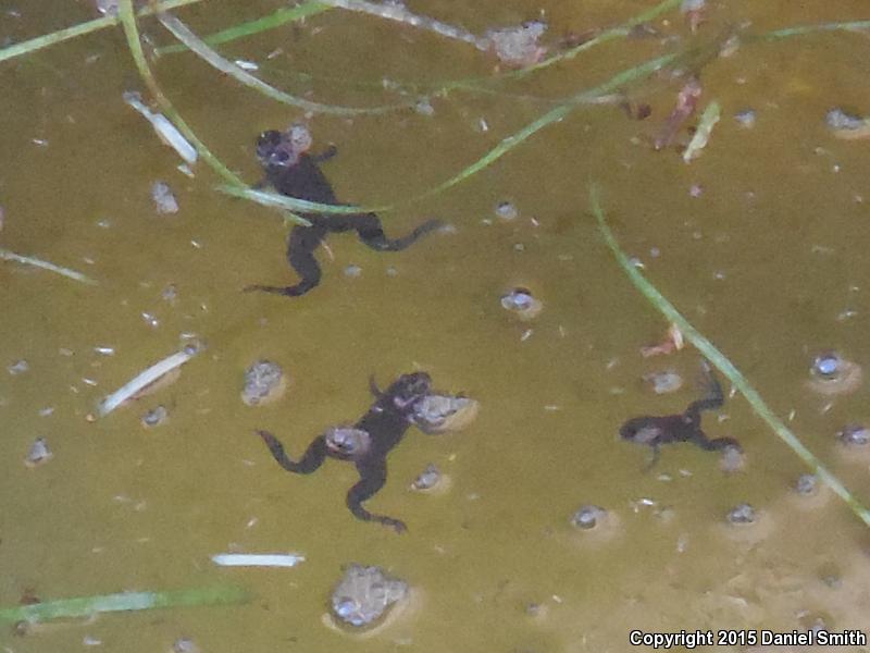 African Clawed Frog (Xenopus laevis)