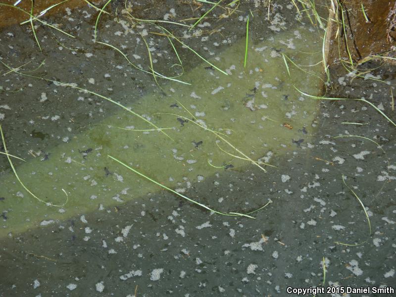 African Clawed Frog (Xenopus laevis)