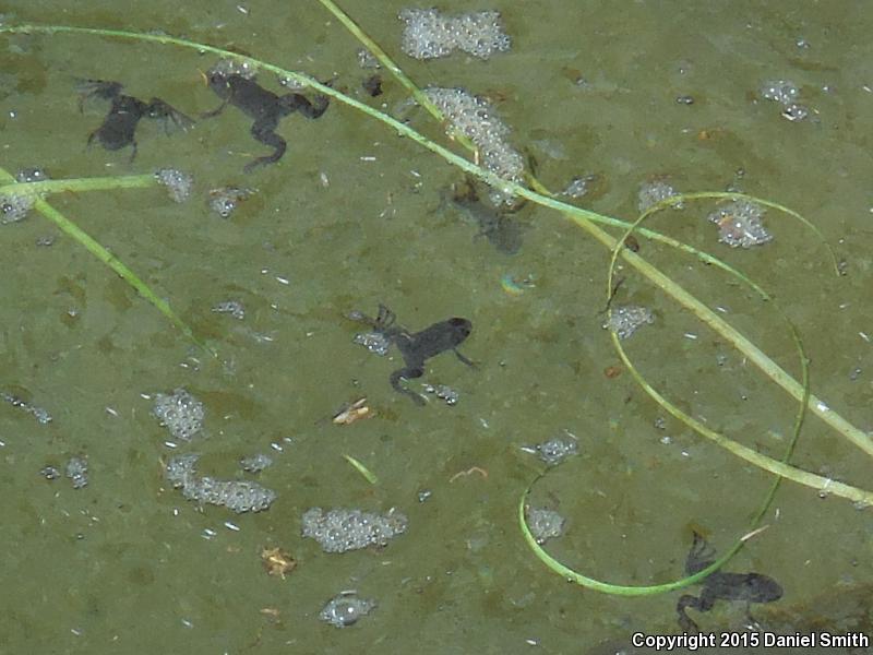 African Clawed Frog (Xenopus laevis)