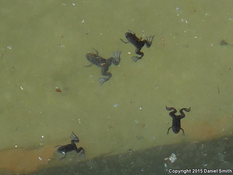 African Clawed Frog (Xenopus laevis)