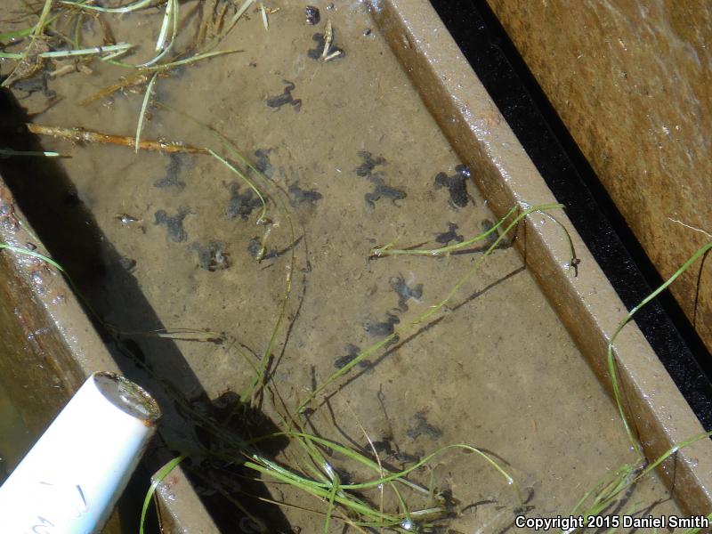 African Clawed Frog (Xenopus laevis)