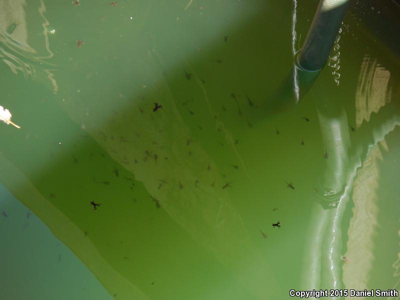 African Clawed Frog (Xenopus laevis)