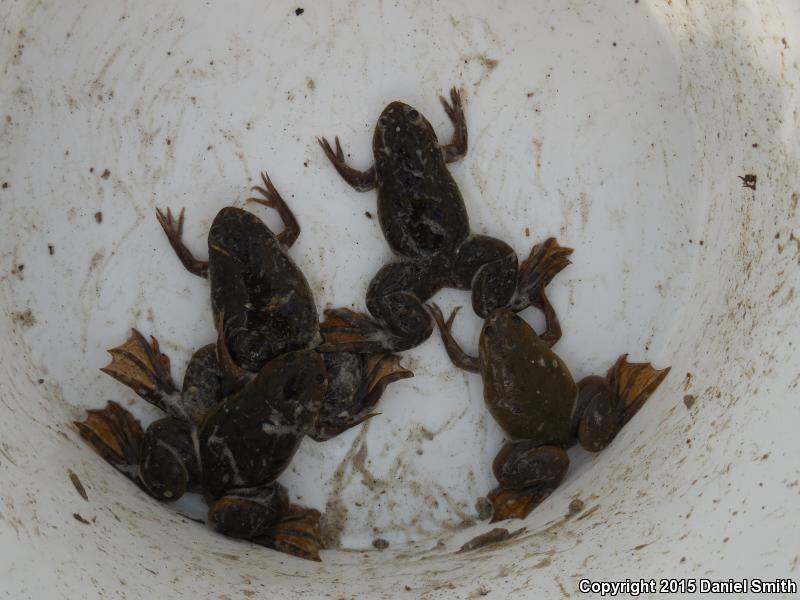 African Clawed Frog (Xenopus laevis)