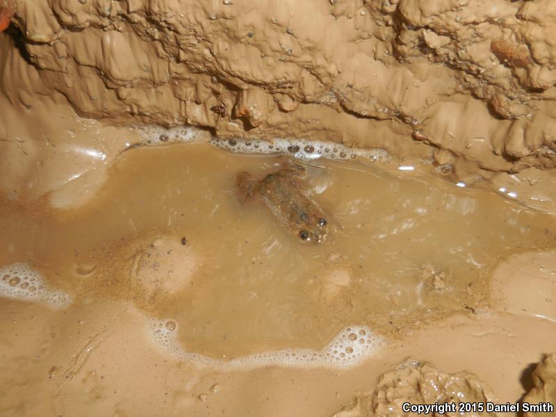 African Clawed Frog (Xenopus laevis)