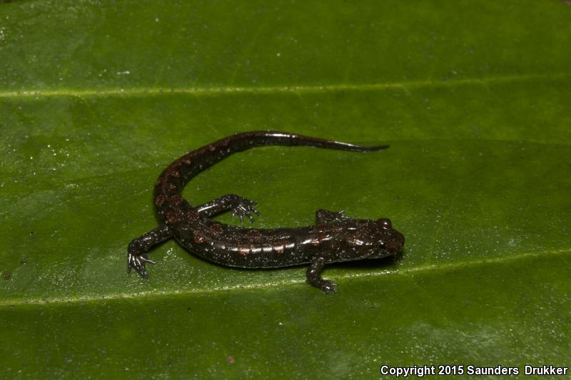 Cumberland Dusky Salamander (Desmognathus abditus)