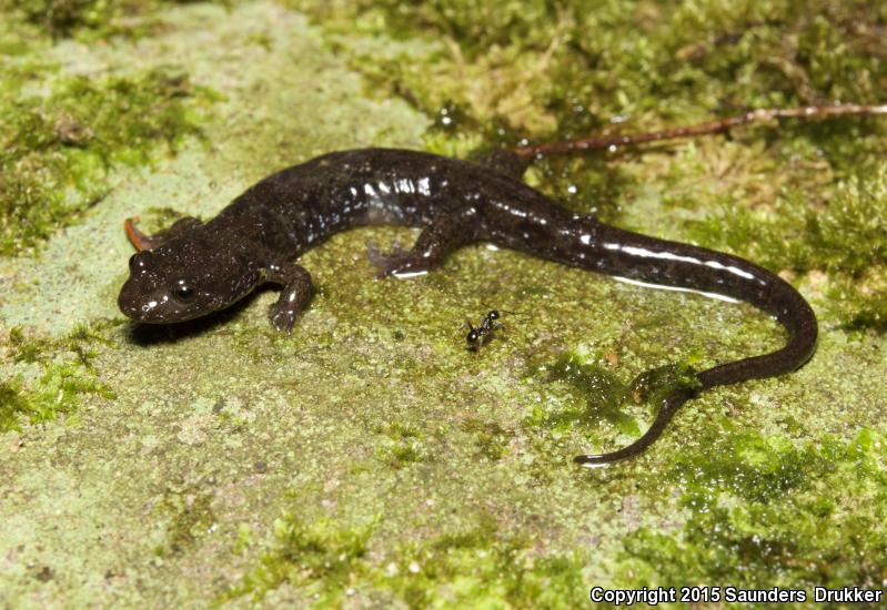 Cumberland Dusky Salamander (Desmognathus abditus)