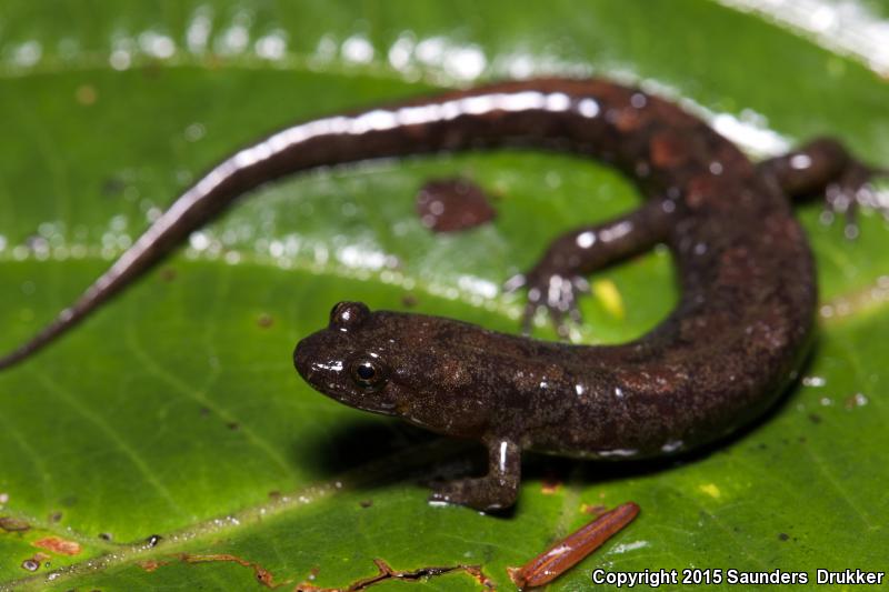 Cumberland Dusky Salamander (Desmognathus abditus)