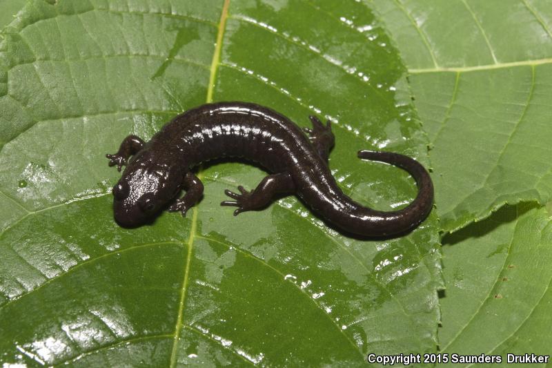 Cumberland Dusky Salamander (Desmognathus abditus)