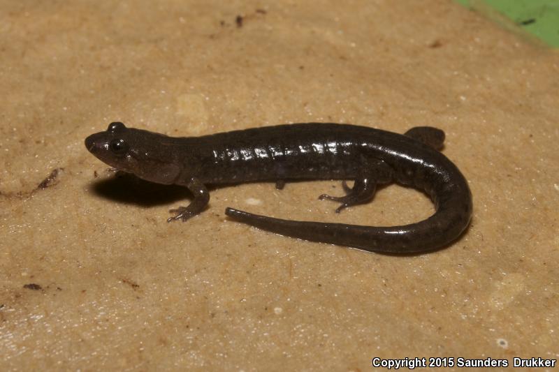 Cumberland Dusky Salamander (Desmognathus abditus)