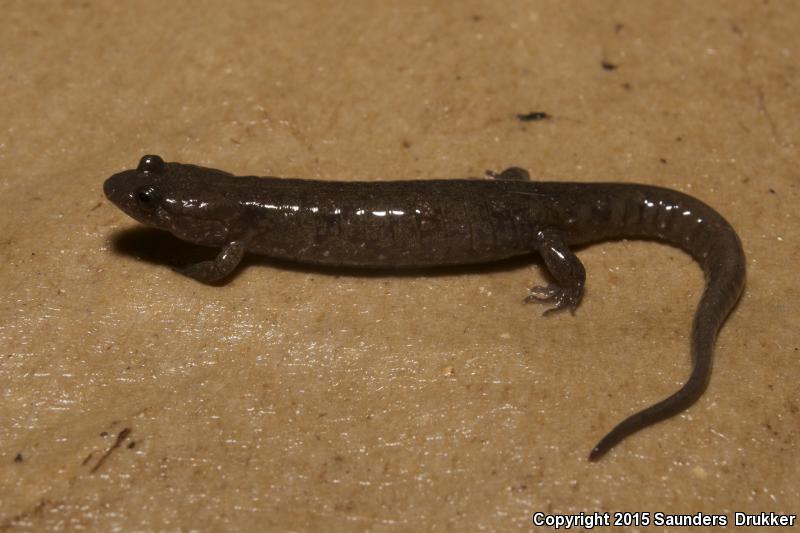 Cumberland Dusky Salamander (Desmognathus abditus)