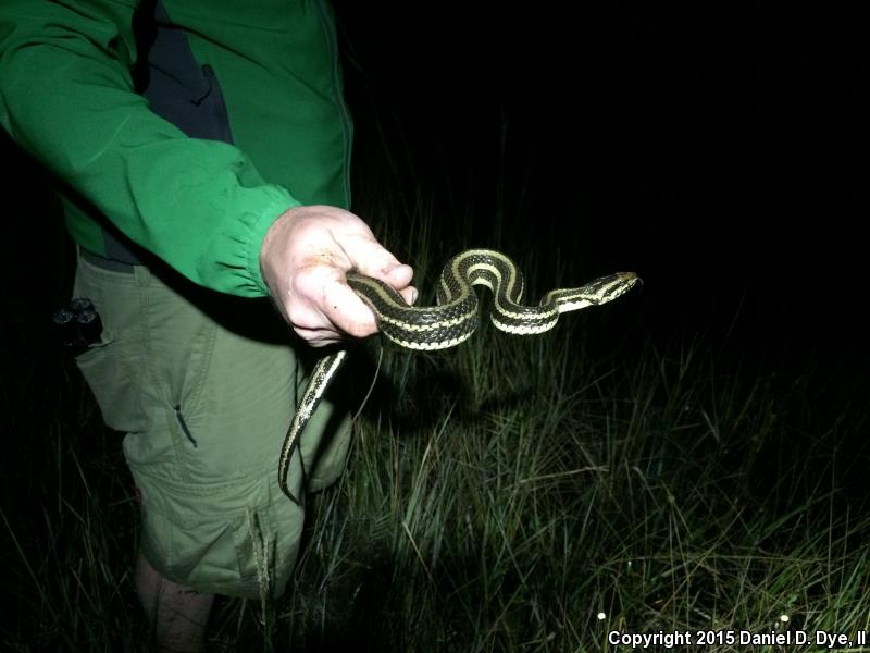 Gulf Saltmarsh Snake (Nerodia clarkii clarkii)