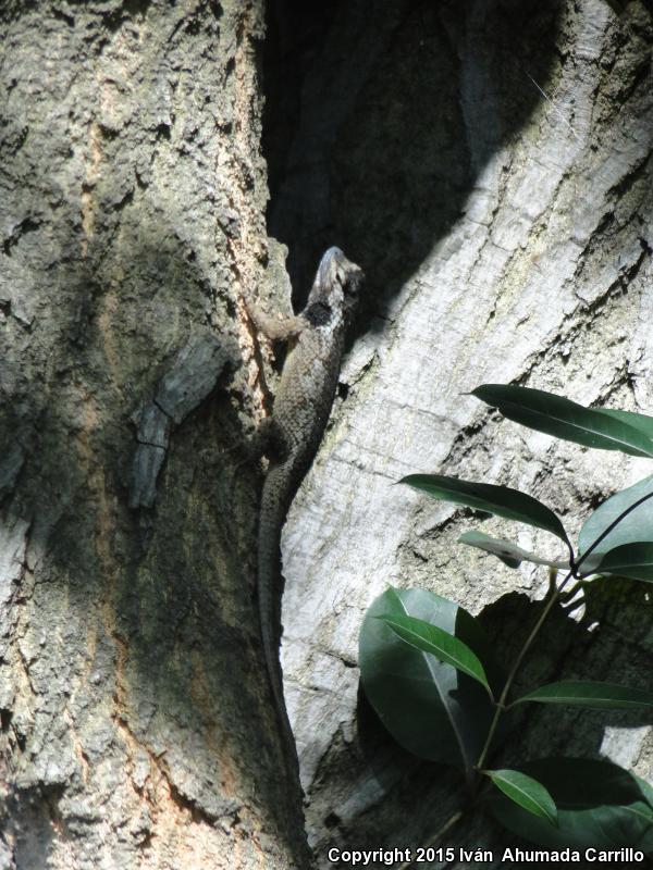 Pastel-bellied Tree Lizard (Sceloporus melanorhinus calligaster)