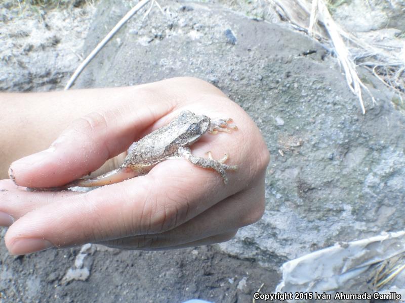 Mexican Treefrog (Smilisca baudinii)