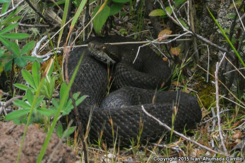 Western Dusky Rattlesnake (Crotalus triseriatus armstrongi)