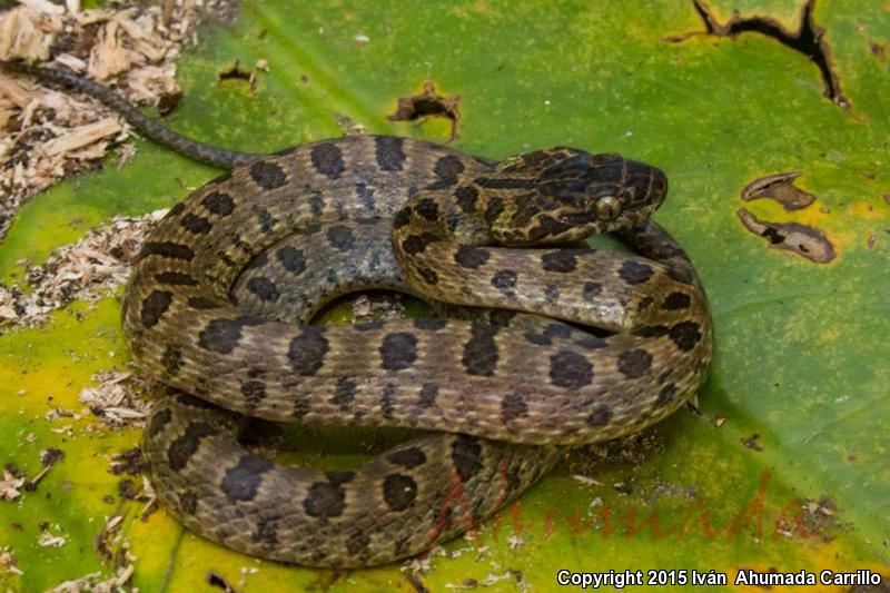 Bresson's Splendid Cat-eyed Snake (Leptodeira splendida bressoni)