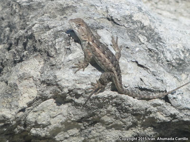 Rough Lizard (Sceloporus horridus)