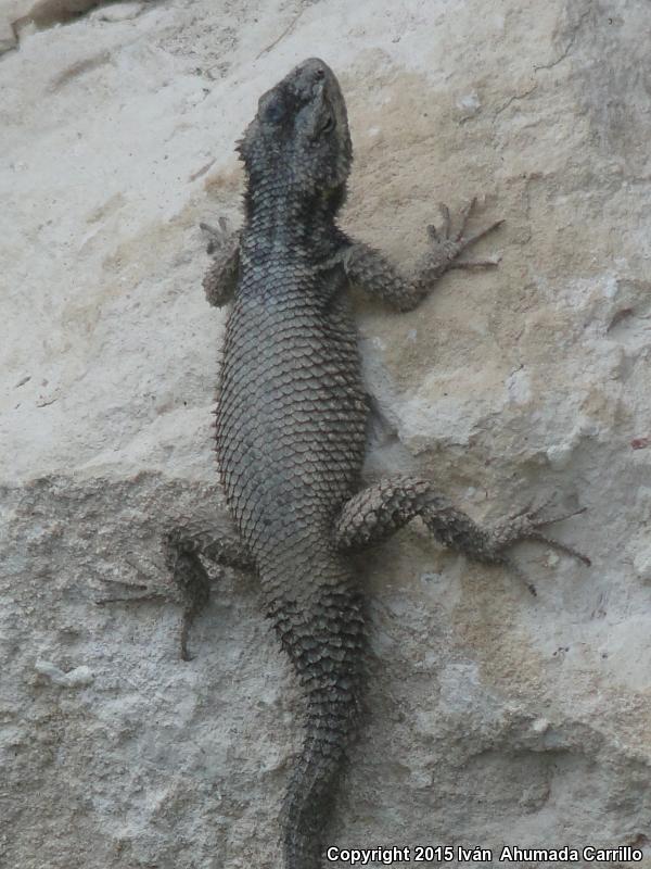 Eastern Dugès's Spiny Lizard (Sceloporus dugesii dugesii)