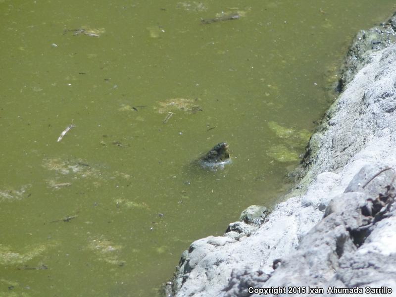 Rough-footed Mud Turtle (Kinosternon hirtipes)