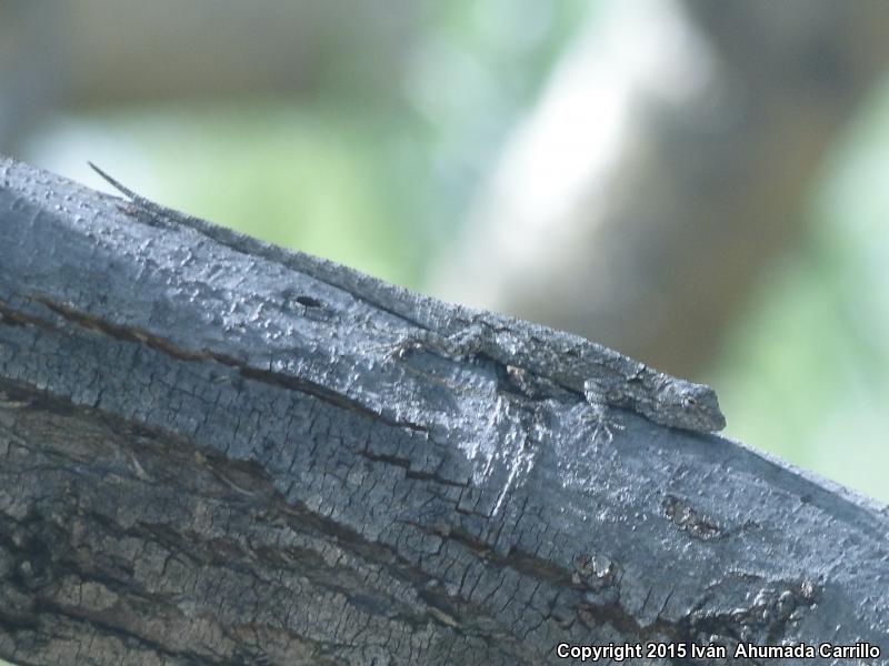 Tropical Tree Lizard (Urosaurus bicarinatus)