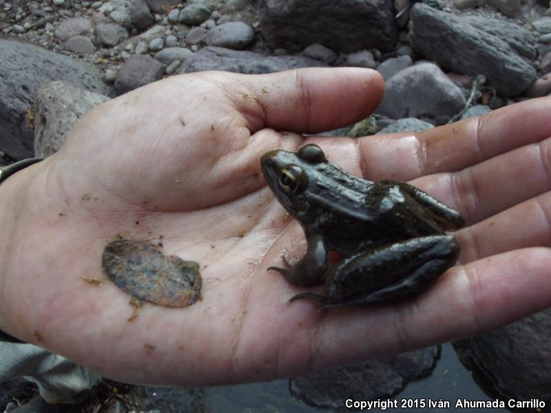 Forrer's Grass Frog (Lithobates forreri)