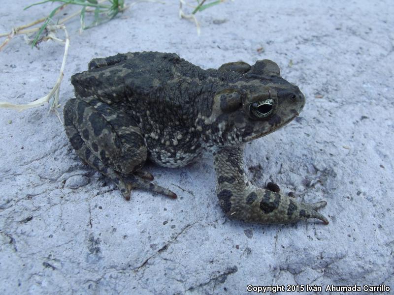 Pine Toad (Ollotis occidentalis)