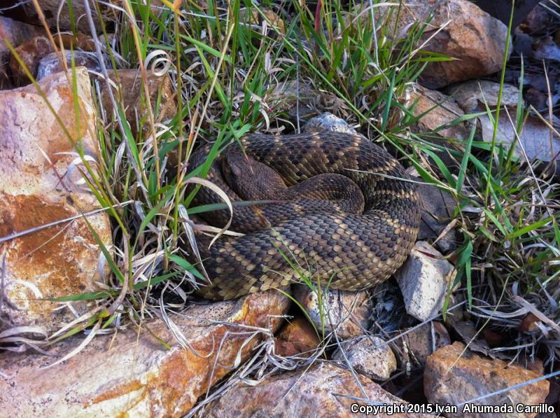 Mexican West Coast Rattlesnake (Crotalus basiliscus)