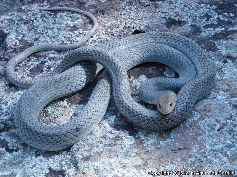 Mexican Whipsnake (Coluber mentovarius striolatus)