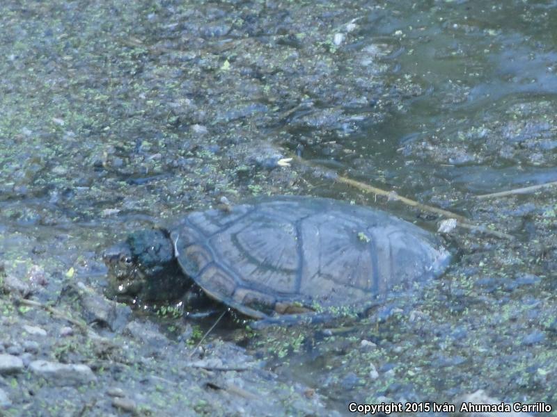 Rough-footed Mud Turtle (Kinosternon hirtipes)