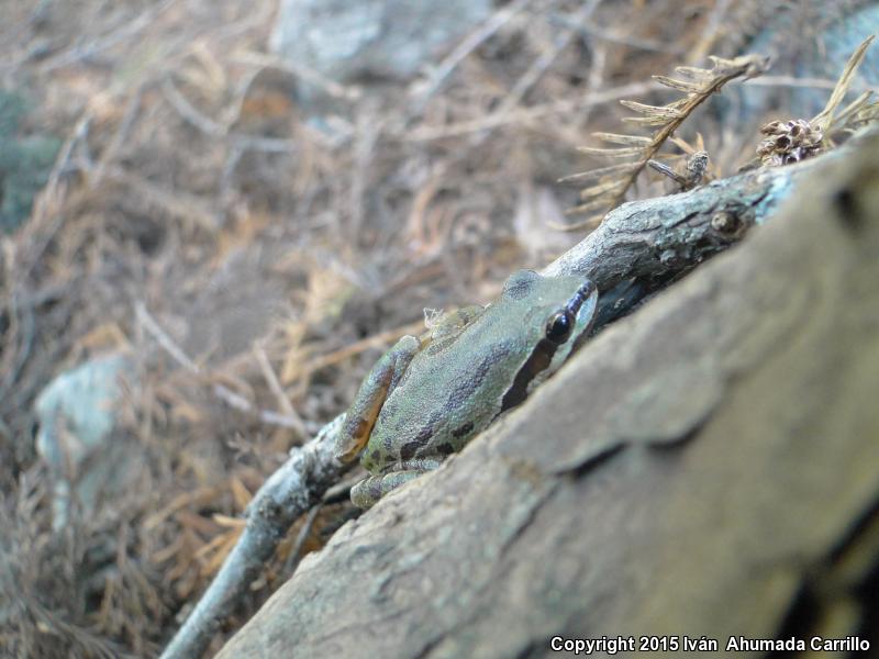 Mountain Treefrog (Hyla eximia)