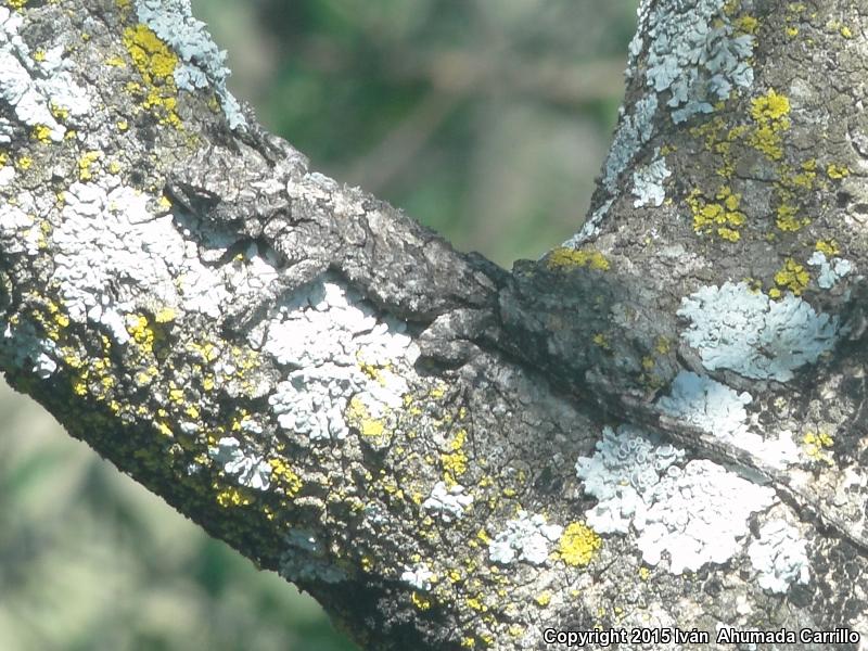 Tubercular Tree Lizard (Urosaurus bicarinatus tuberculatus)